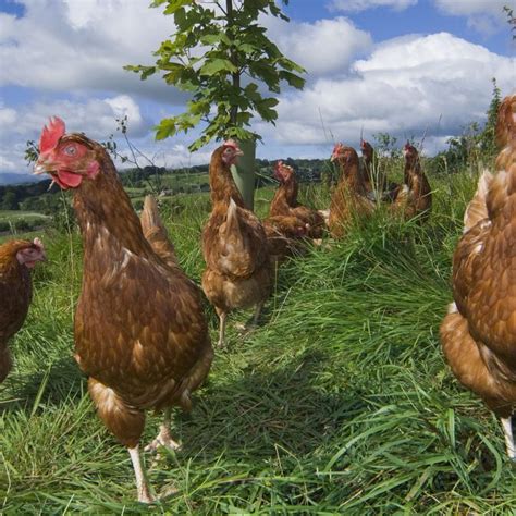 13 Beneficial Chicken.